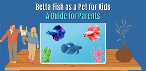 Betta Fish As A Pet For Kids: A Guide For Parents - Betta Fish Advice