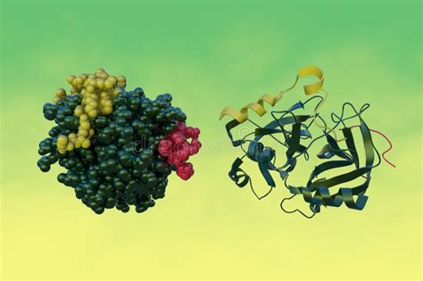 Crystal Structure And Molecular Model Of Human Thrombin Inhibitor