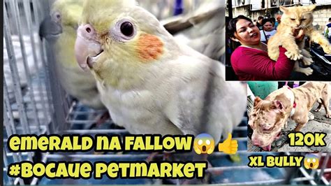 Bocaue Petmarket Emerald Fallow Na Cockatiel Ni Boss Marvin Welcome