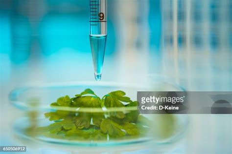 Plant Biochemistry Photos and Premium High Res Pictures - Getty Images