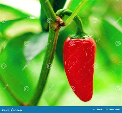 Red Jalapeno Pepper stock image. Image of plant, jalapeno - 126128371