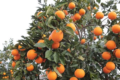 Top 19 Steps Ways To Boost Orange Yield How To Increase Fruit