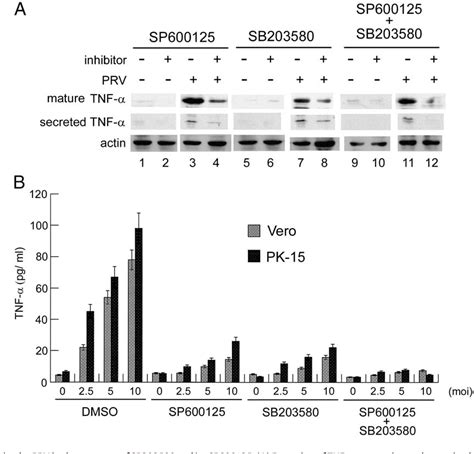 Figure From Tnf Alpha Mediates Pseudorabies Virus Induced Apoptosis