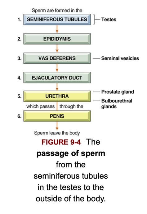 Chapter 9 Male Reproductive System Diagram Quizlet