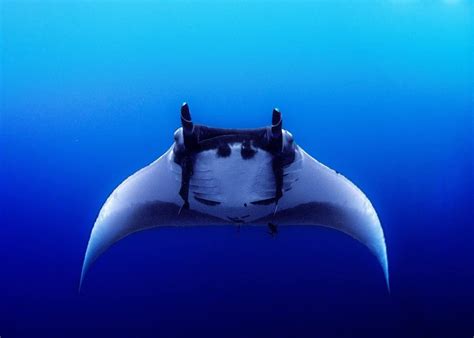 9 Interesting Manta Ray Facts - MarinePatch