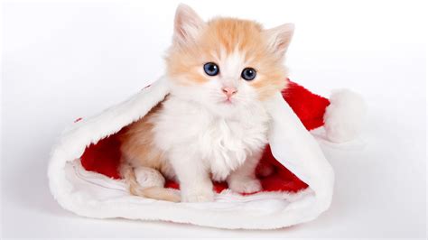 Cat Hat Of Santa Claus HD desktop wallpaper : Widescreen : High ...