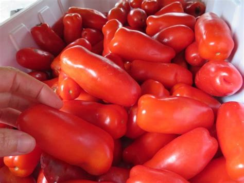 Tomate Drova SEMENCES Le Potager Ornemental De Catherine