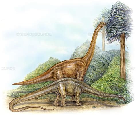 A Mesozoic Field Guide The Sauropods