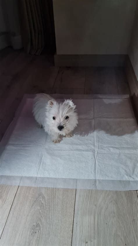 Щенки вест хайленд уайт терьера - West highland white terrier