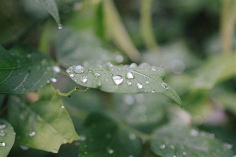 Free Images Dew Moisture Water Drop Leaf Green Flower Close Up