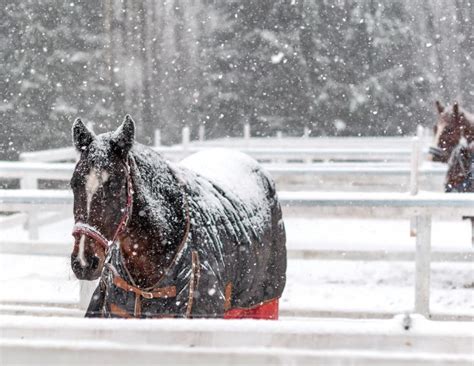 How to Waterproof Horse Blankets | Horse Journals