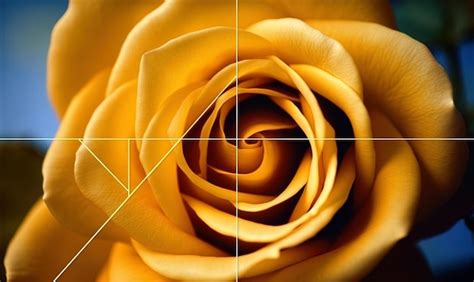 Fibonacci Sequence In Roses