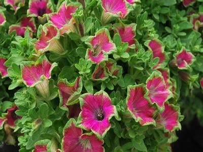 Petunia Crazytunia Kermit Purple Petunie K7