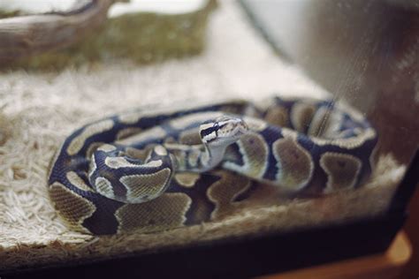 Pros and Cons of Getting a Pet Ball Python - My Pet Python