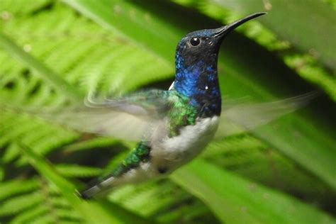 Mindo Cloud Forest Private Day Tour From Quito Hiking Birding Waterfalls