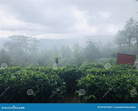 Tea estate in nuwaraeliya stock image. Image of everyplace - 261015625