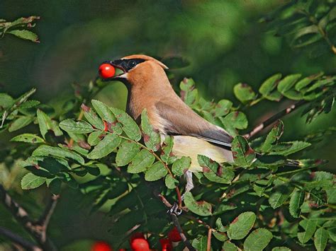 15 Types of Canadian Birds, Captured on Camera | Our Canada