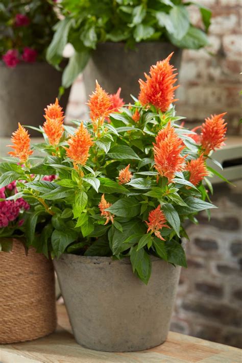 Celosia Kelos® By Beekenkamp Is The Autumn Plant For Beauty And Color