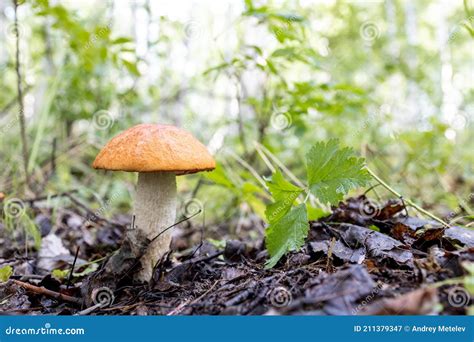 Hongo Con Una Tapa Naranja Crece En El Fondo Borroso Suelo Imagen De