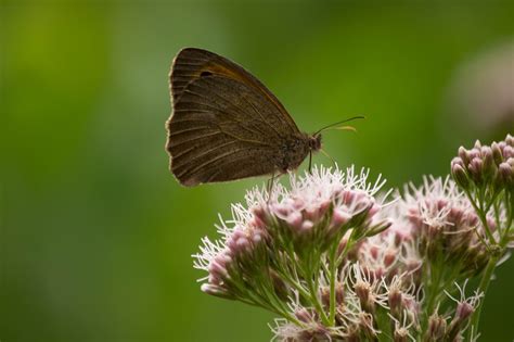 Butterfly Insect Flowers Free Photo On Pixabay Pixabay