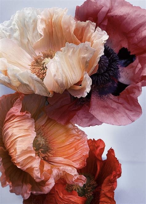 Pin By Kate Schlipalius On Artwork Floral Photography Flowers