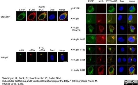 Anti Human TGN46 Antibody | Bio-Rad