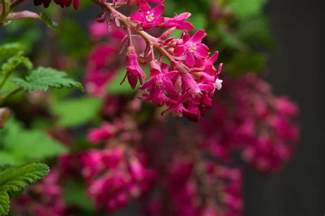 King Edward Vii Flowering Currant Ribes Sanguineum Outdoor Nursery