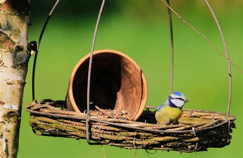 Blue Tit Songbird Bird Garden - Free photo on Pixabay