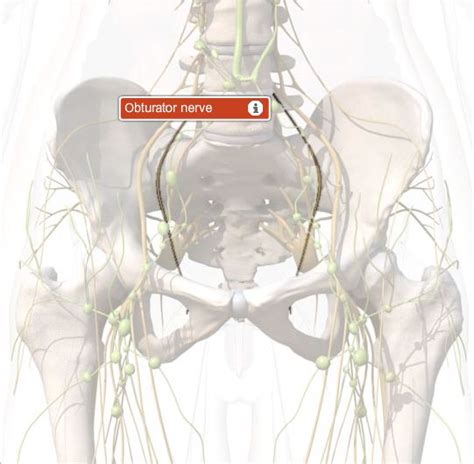 Obturator Nerve Anatomy, Function & Diagram | Body Maps | Body map, Function diagram, Nerve anatomy