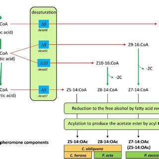 Schematic Outlining The Likely Biosynthetic Routes Of The Sex Pheromone