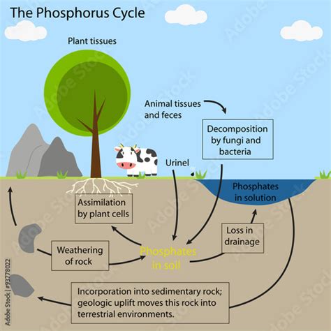 The Phosphorus Cycle Stock Vector Adobe Stock