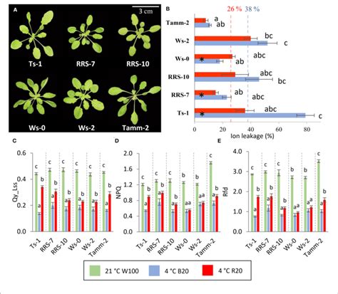 Role Of Blue And Red Light In The Cold Treated Arabidopsis