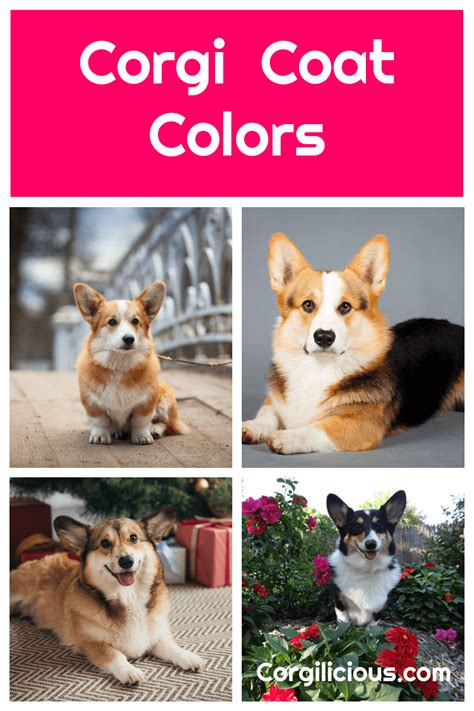 All of the Corgi Colors - Corgilicious