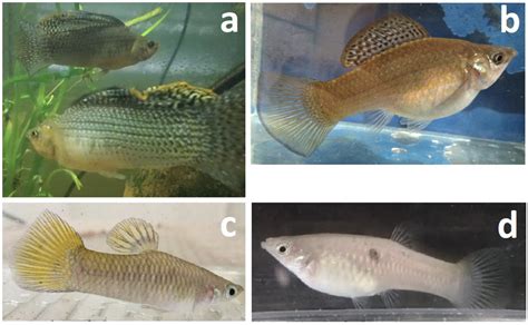 Poecilia Velifera A Macho B Fêmea Poecilia Vivipara C Macho D Download Scientific