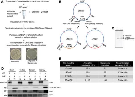 Homologous Recombination Assay To Evaluate Efficiency Of Hr Mediated