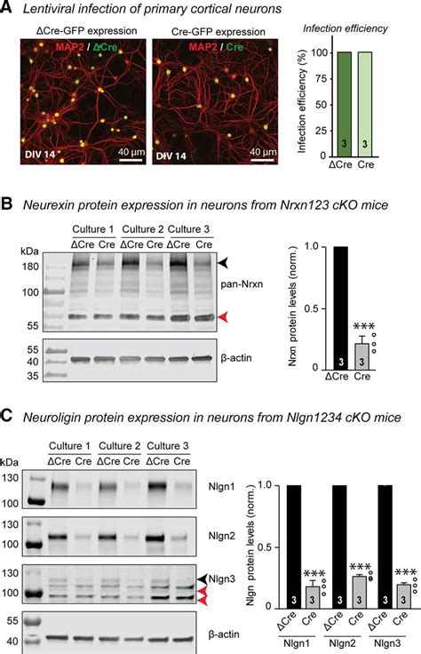 Sparcl1 Promotes Excitatory But Not Inhibitory Synapse Formation And Function Independent Of