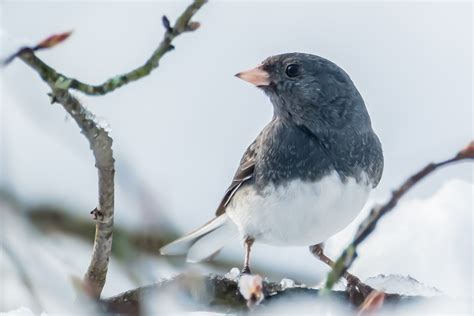 The snowbird sings... — Carl Cooley Photo