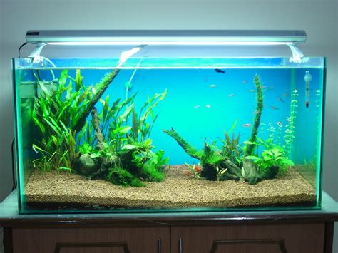 Beginners Guide To Setting Up Of A Gallon Aquarium Fishxperts