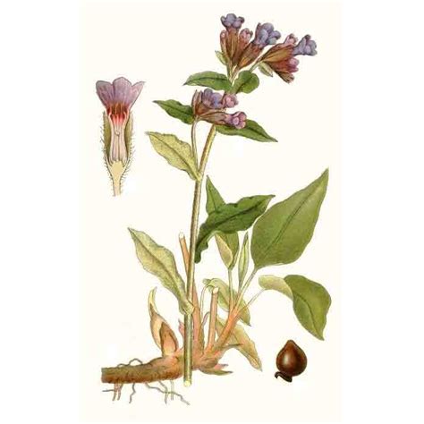 Медуница лекарственная (Pulmonaria officinalis) - лекарственное, чайное ...