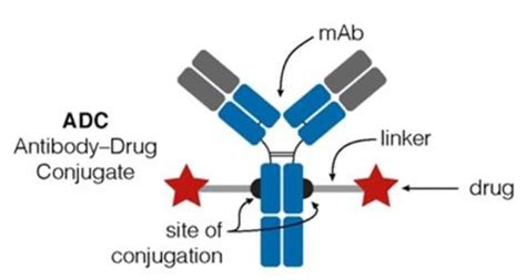 Antibody Drug Conjugate Structure