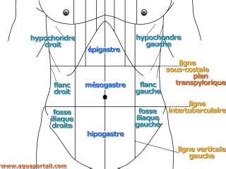 Épigastre définition et explications