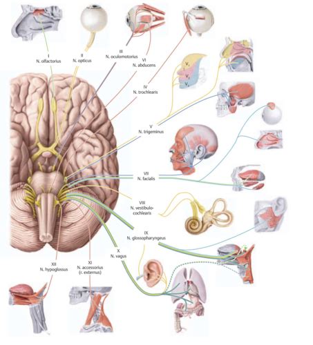 Ue Anatomie G N Rale Nerfs Cr Niens Cartes Quizlet