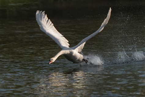 Cygne tuberculé Cygnus olor Mute Swan Le Cygne tubercul Flickr