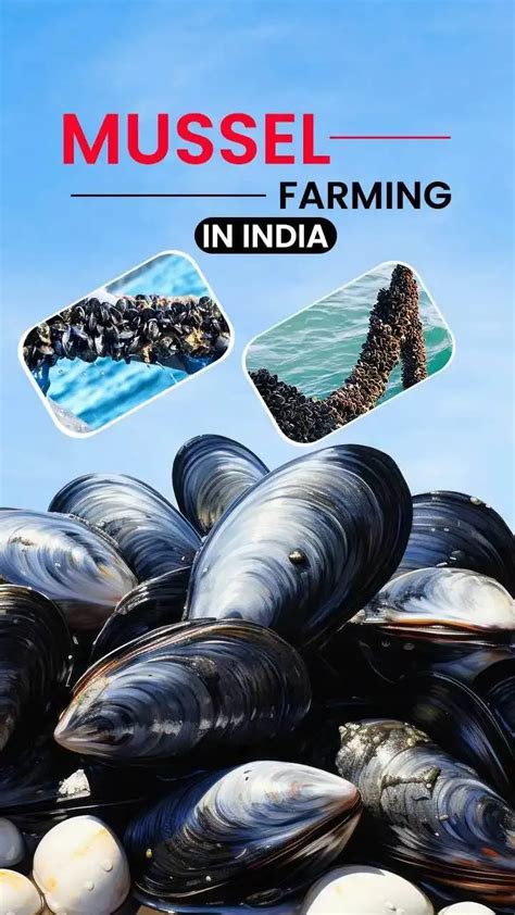 Profitable Mussel Farming Methods in India