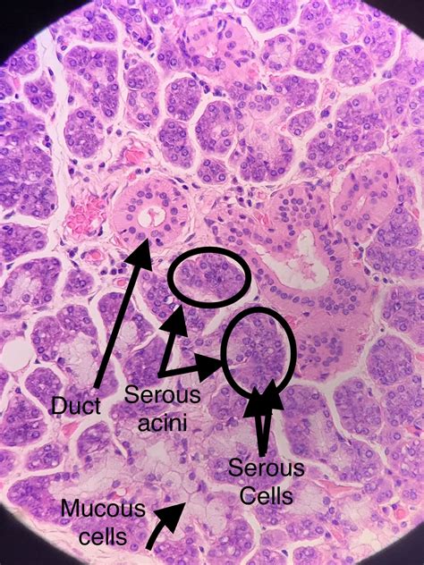 Submandibular Gland Histology