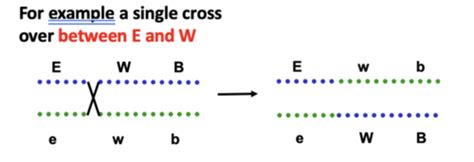 Linkage And Chromosome Mapping Flashcards Quizlet