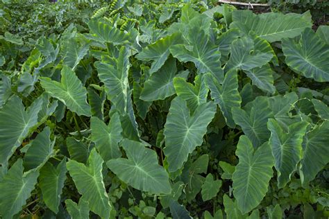 Taro leaf in the garden, Taro leaves background, Colocasia esculenta 26837669 Stock Photo at ...