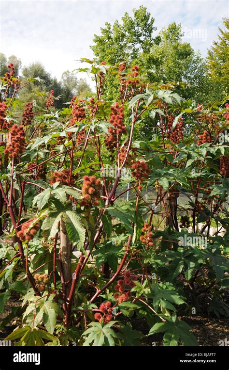 Castor oil plant Stock Photo - Alamy