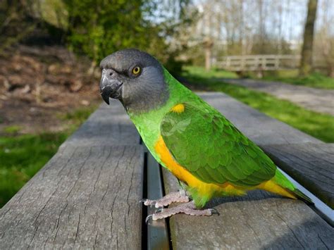 Buiten Wandelen Met Senegal Papegaai Jack Een Mooie Aparte Vogel Met