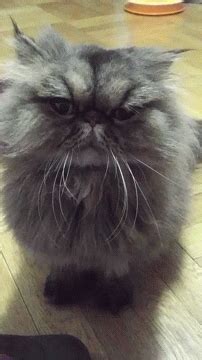 Judging Persian Cat GIF - Judging Persian Cat Long Hair Cat - Discover & Share GIFs